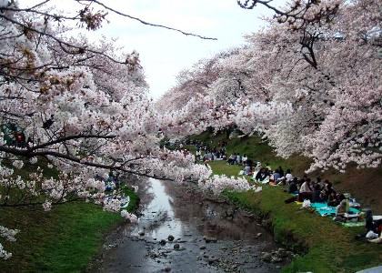 写真：立川根川緑地の桜